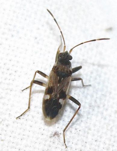 Beosus maritimus